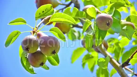 一棵树上的熟梨视频的预览图