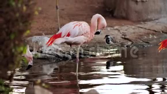 江边的粉色火烈鸟视频的预览图