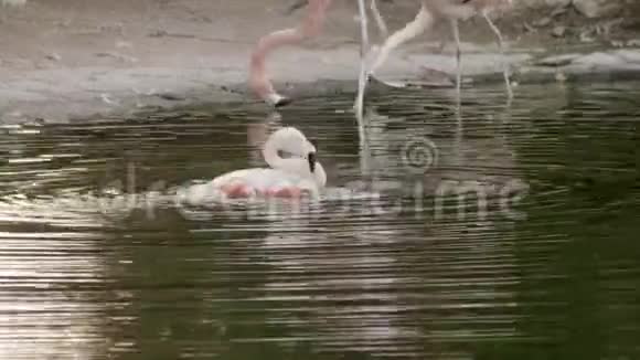 江边的粉色火烈鸟视频的预览图