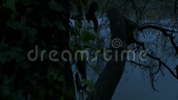 黄昏时河边的老树视频的预览图