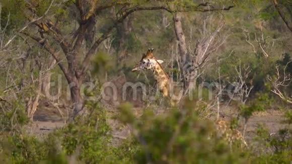 野生长颈鹿穿越非洲的丛林视频的预览图