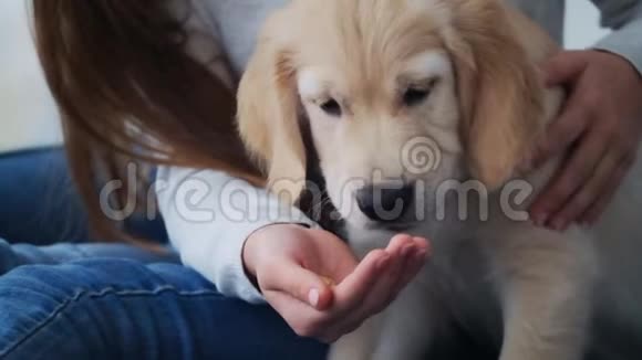小狗用手吃东西视频的预览图