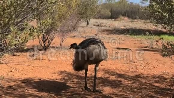 澳大利亚的Emu图标视频的预览图