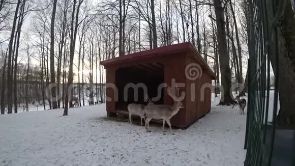 鹿在冬天打架视频的预览图