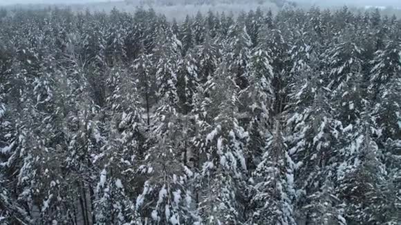 一堆冬天的树视频的预览图