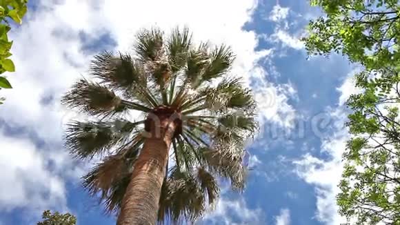 天空中的棕榈树视频的预览图