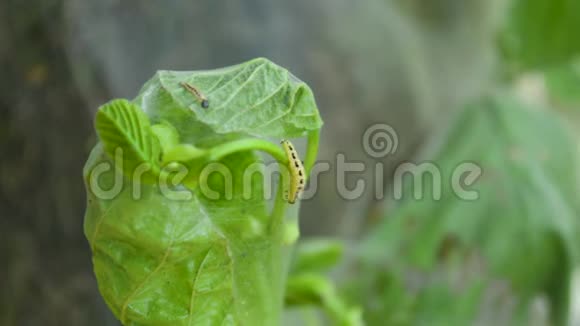 黄毛虫蝴蝶幼虫蠕虫慢慢地爬到叶后特写视频的预览图