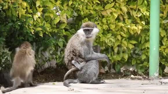 小猴和她的宝贝视频的预览图