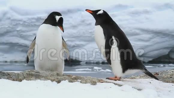 在春天的未来巢穴中的雄企鹅和美味企鹅视频的预览图