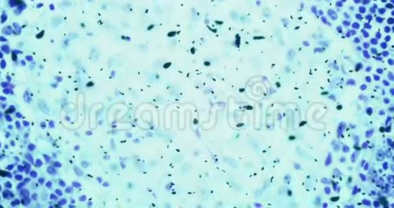 细菌或微生物细胞在显微镜下的颜色化学蓝色液体视频的预览图