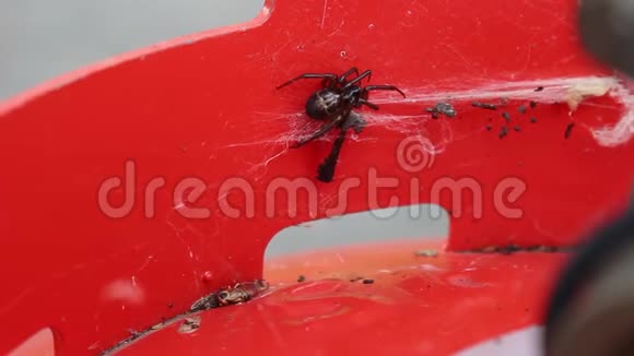 假寡妇蜘蛛SteatodaNobilis英国疫情视频的预览图