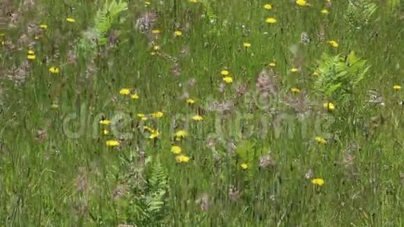 草地上的野花视频的预览图