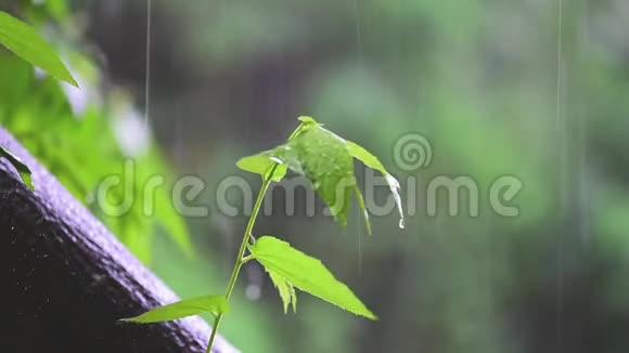 生命之树概念小树从一棵大树上长大在雨和阳光下视频的预览图