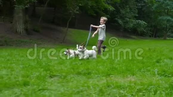 让一起玩概念白种人金发男孩和他的两只狗杰克罗素梗在公园里散步和跑步视频的预览图