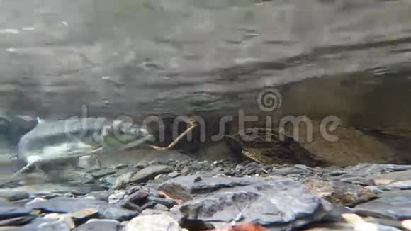 野生太平洋粉红鲑鱼产卵清澈冰川溪视频的预览图