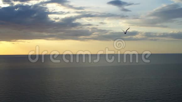 一只鸟飞过大海视频的预览图