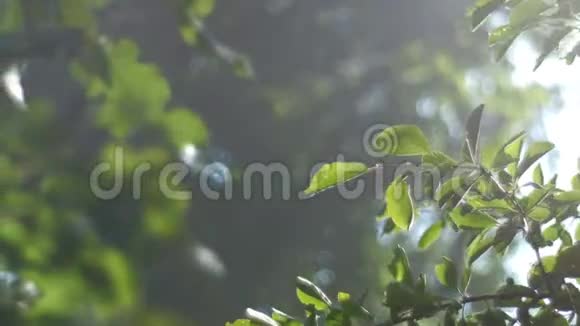 背景视频绿色的树叶沐浴在阳光的照射下太阳的光线穿过雾波克视频的预览图