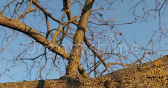 树林里的树干视频的预览图