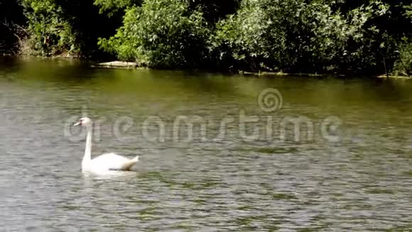 天鹅在池塘上游泳视频的预览图
