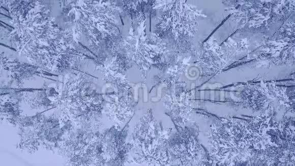 在美丽的冬林中在白雪覆盖的青松树上方相机飞行没有人的空中视频镜头视频的预览图