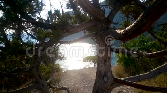 古柏树矗立在克里米亚山的边缘大自然视频的预览图