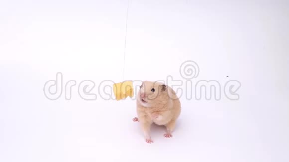 有趣的仓鼠白色背景的仓鼠仓鼠吃奶酪视频的预览图