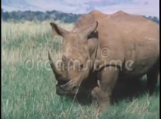 非洲动物的蒙太奇视频的预览图