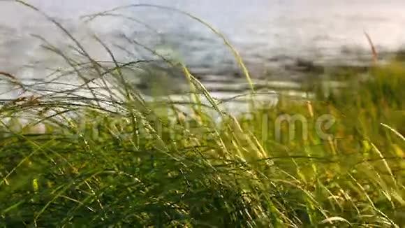 湖岸的草视频的预览图