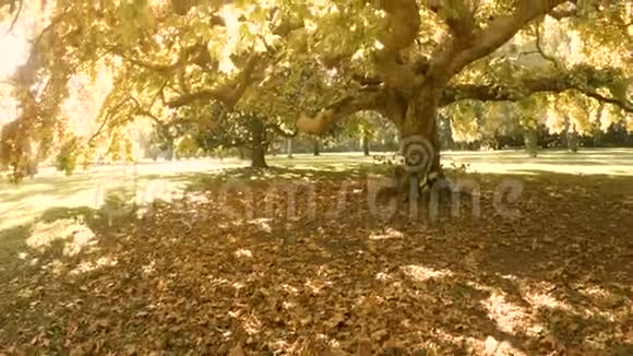 大的老秋树视频的预览图