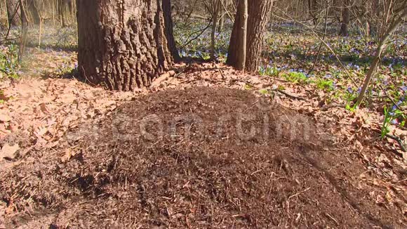 森林里的大型蚁丘视频的预览图