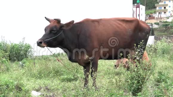 牛打苍蝇视频的预览图