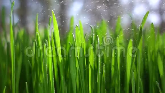 雨在草地上的缓慢运动视频的预览图