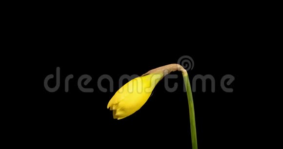 美丽的黄泉水仙花在黑色背景上的时间流逝视频的预览图
