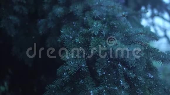 雨和冰雹在树上视频的预览图