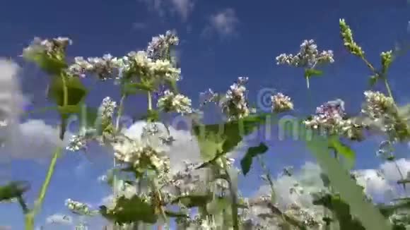 夏天开花荞麦视频的预览图