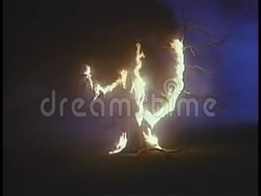 一大片大树着火了视频的预览图