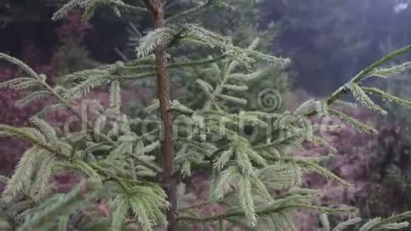 森林中的绿杉视频的预览图