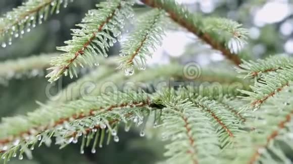 湿冷杉树枝视频的预览图