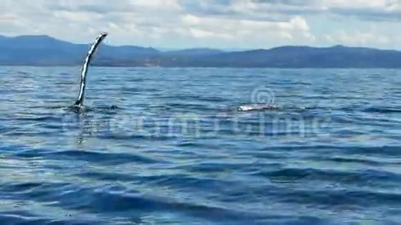 驼背鲸鳍拍打视频的预览图