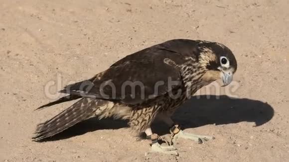 沙子里的猎鹰视频的预览图