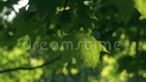 一棵树上的绿叶视频的预览图