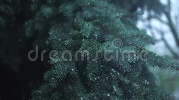 雨和冰雹在树上视频的预览图