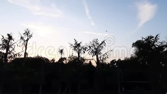 日落时分的树视频的预览图