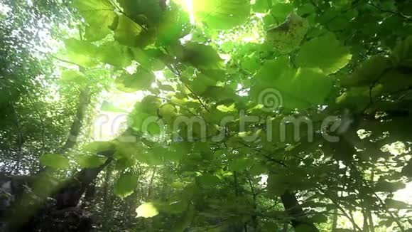天然绿色森林视频的预览图