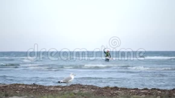 海岸上的海鸥水面上的风筝视频的预览图