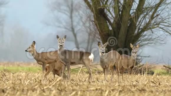 野鹿群在田野里放牧视频的预览图