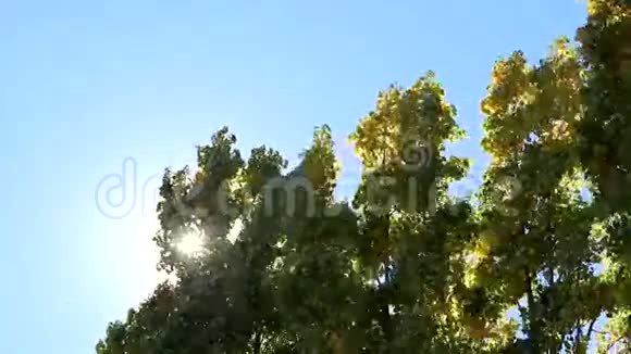 树上的风视频的预览图