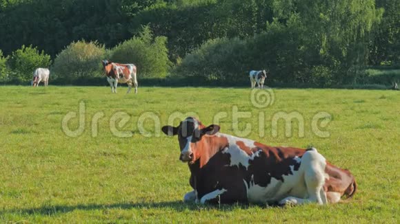 奶牛放在夏季牧场上视频的预览图