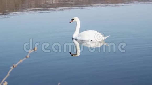 白天鹅的轮廓视频的预览图
