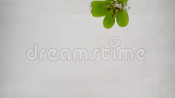 成熟的绿葡萄掉进纯净的水中冒出气泡白底慢动作的葡萄浆果视频的预览图